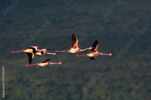 Lesser Flamingo, phoenicopterus minor, Adults in Flight, Nakuru Lake in Kenya