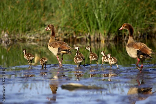 Egyptian Goose, alopochen aegyptiacus, Adults with Chicks standing in Water, Kenya