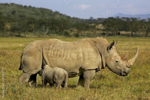 White Rhinoceros, ceratotherium simum, Female with Calf suckling, Nakuru Park in Kenya