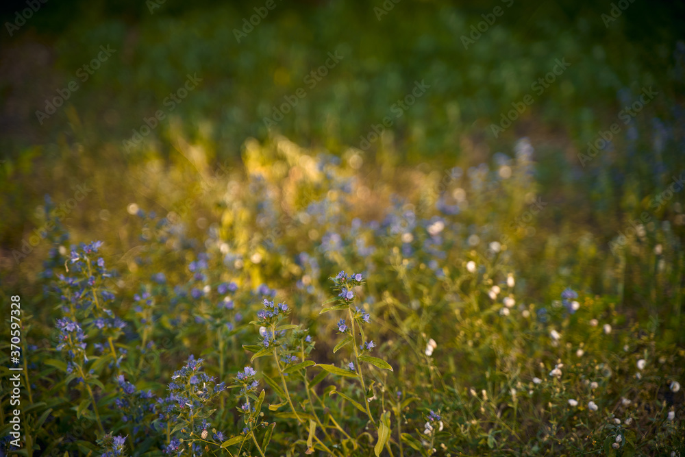 meadow full of flowers with blue petals autumn bokeh. larkspur and delphinium during fall