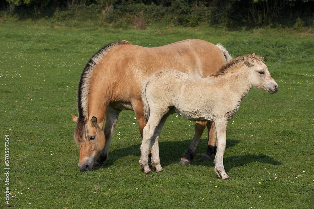 Norwegian Fjord Horse, Mare with Foal standing on Grass Norwegian Fjord Horse, Mare with Foal standing on Grass