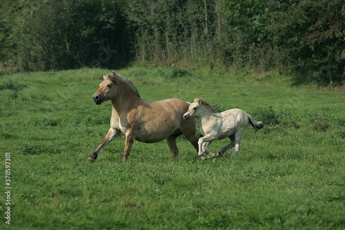 Norwegian Fjord Horse  Mare with Foal Galloping through Meadow