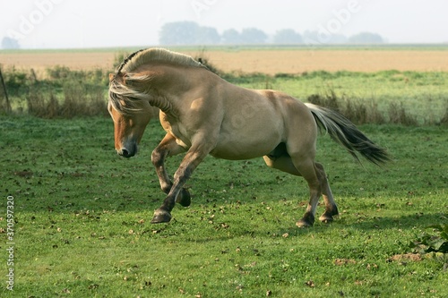 Foto Norwegian Fjord Horse, Stallion Galloping in a Paddock