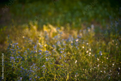 meadow full of flowers with blue petals autumn bokeh. larkspur and delphinium during fall