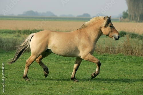 Schilderij op canvas Norwegian Fjord Horse, Stallion Trotting in a Paddock