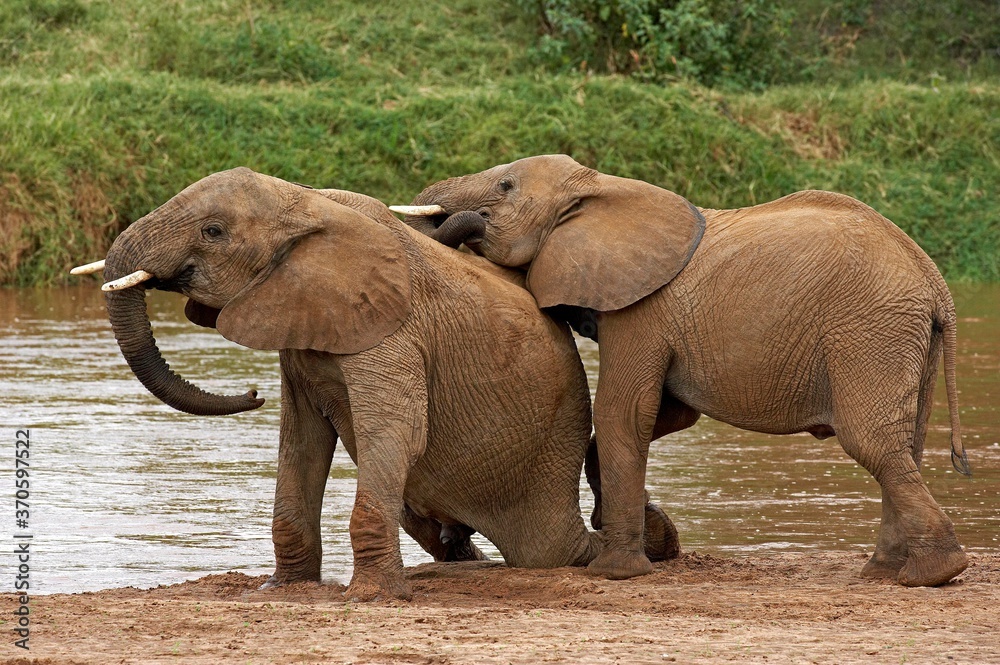 African Elephant, loxodonta africana, Youngs playing near River, Samburu Park in Kenya
