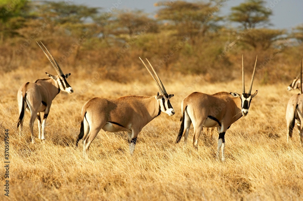 Obraz premium Beisa Oryx, oryx beisa, Group standing in Dry Grass, Savannah, Masai Mara Park in Kenya