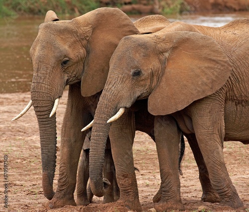 African Elephant  loxodonta africana  Herd standing near River  Samburu Park in Kenya