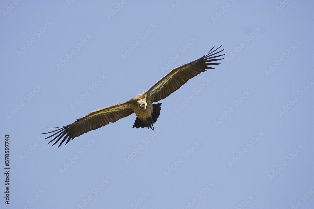 Arican White Backed Vulture, gyps africanus, Adult in Flight, Masai Mara Park in Kenya Arican White Backed Vulture, gyps africanus, Adult in Flight, Masai Mara Park in Kenya