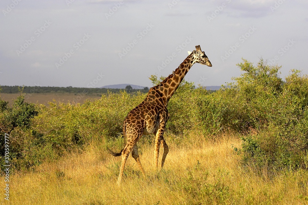 Obraz premium Rothschild's Giraffe, giraffa camelopardalis rothschildi, Adult in Savannah, Masai Mara Park in Kenya