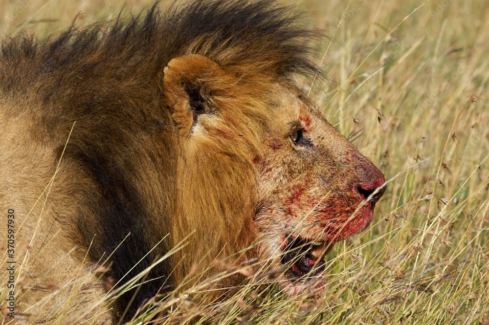 Fototapeta premium African Lion, panthera leo, Male eating Carcass, Masai Mara Park in Kenya