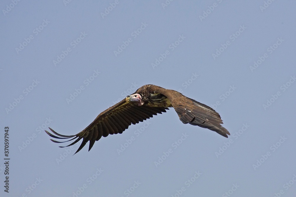 Obraz premium Lappet Faced Vulture, torgos tracheliotus, Adult in Flight, Masai Mara Park in Kenya