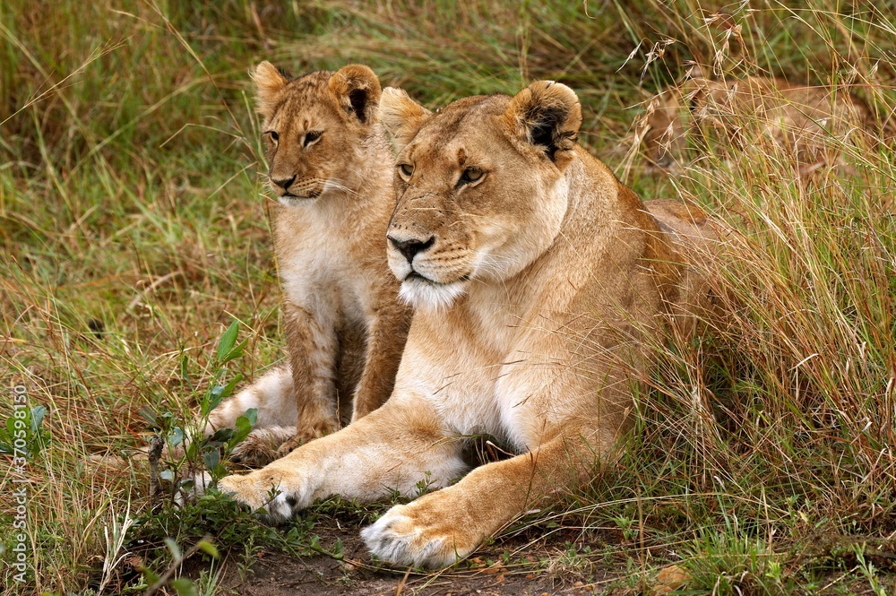 African Lion, panthera leo, Female with Cub, Masai Mara Park in Kenya African Lion, panthera leo, Female with Cub, Masai Mara Park in Kenya