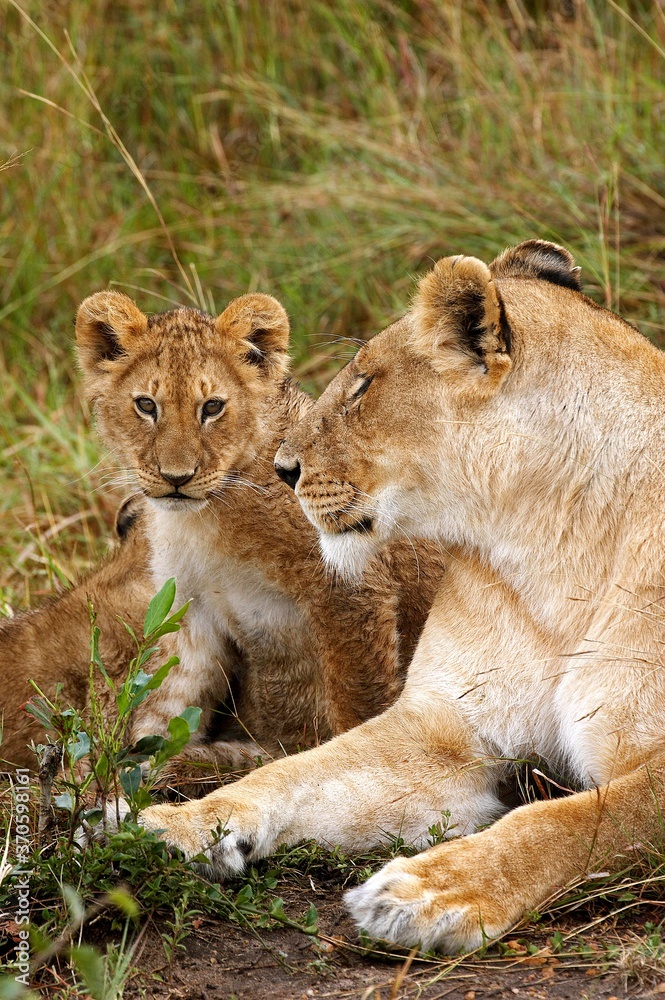 African Lion, panthera leo, Female with Cub, Masai Mara Park in Kenya African Lion, panthera leo, Female with Cub, Masai Mara Park in Kenya