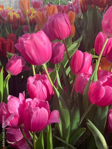 Pink tulips

