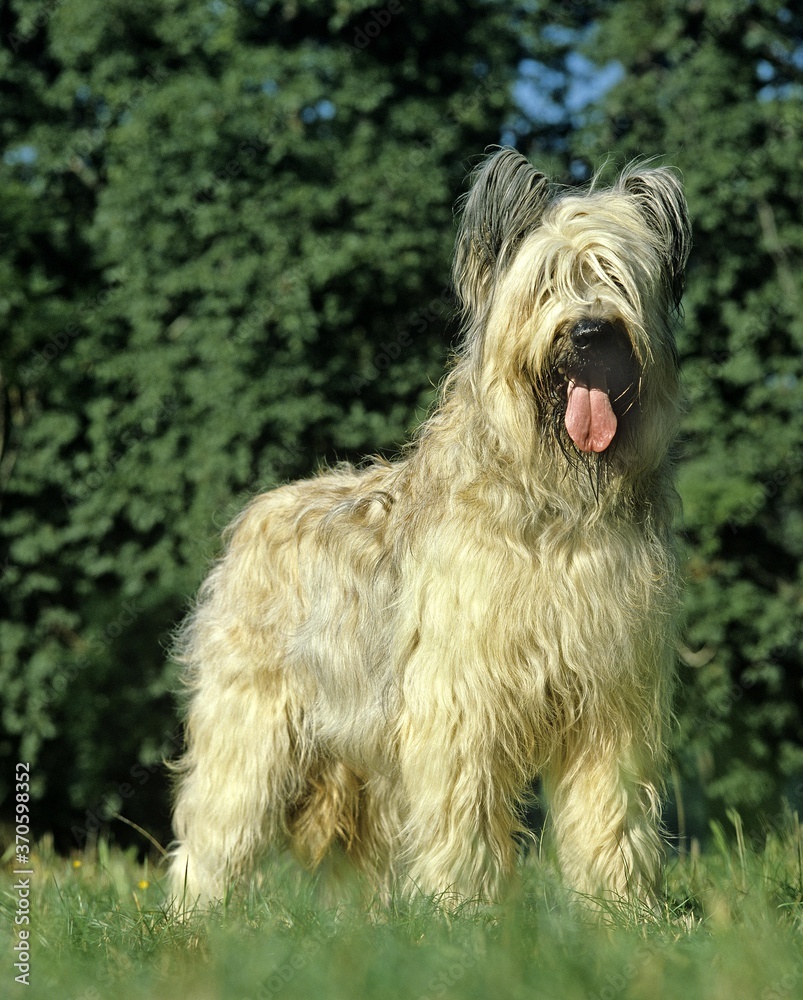 Briard Dog (Old Standard Breed with Cut Ears), Adult standing on Grass
