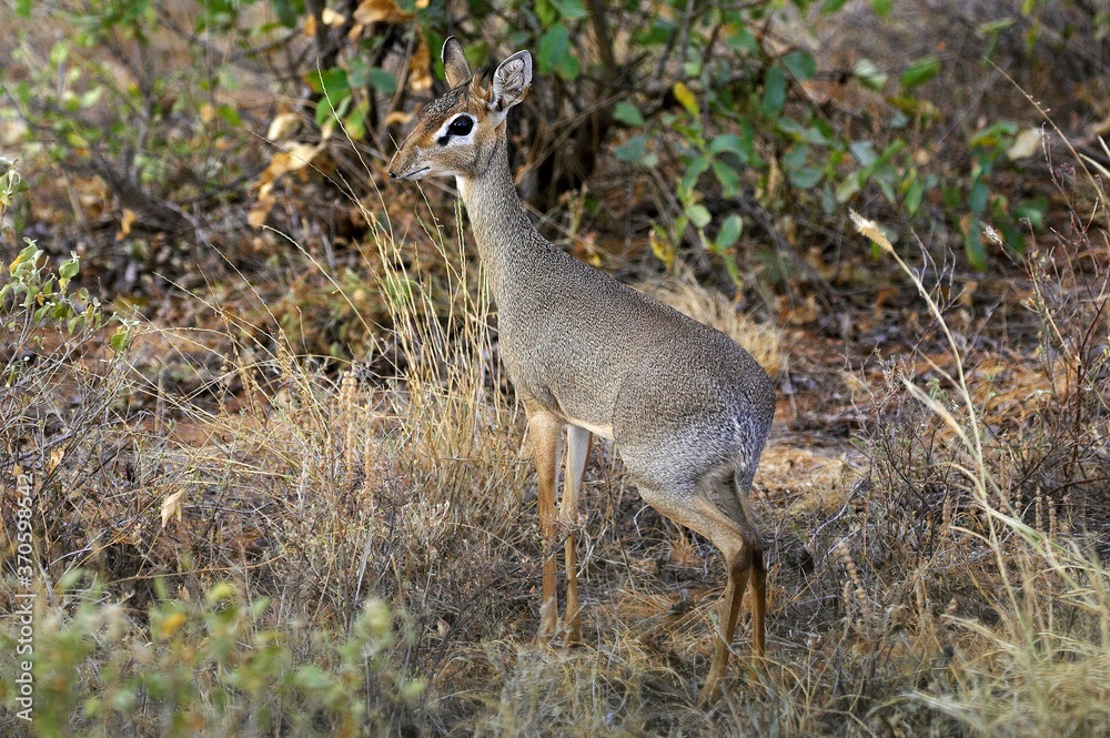 Kirk's Dik Dik, madoqua kirkii, Adult standing on Dry Grass, Masai Mara Park in Kenya Kirk's Dik Dik, madoqua kirkii, Adult standing on Dry Grass, Masai Mara Park in Kenya