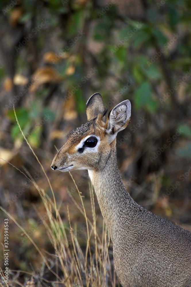 Kirk's Dik Dik, madoqua kirkii, Portrait of Adult, Masai Mara Park in Kenya Kirk's Dik Dik, madoqua kirkii, Portrait of Adult, Masai Mara Park in Kenya