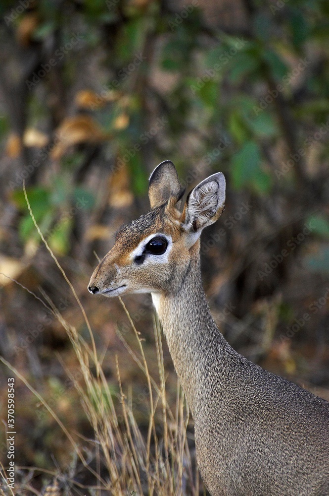 Kirk's Dik Dik, madoqua kirkii, Portrait of Adult, Masai Mara Park in Kenya