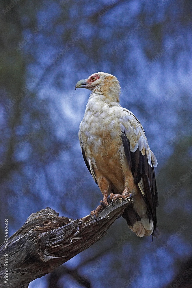Fototapeta premium Palm Nut Vulture, gypohierax angolensis, Adult standing on Branch, Masai Mara Park in Kenya