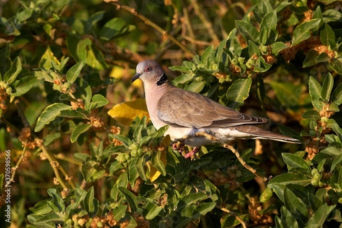 African Mourning Dove, streptopelia decipiens, Adult standing on Branch, Kenya photo