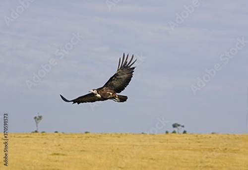 Hooded Vulture, necrosyrtes monachus, Adult in Flight, Masai Mara Park in Kenya © slowmotiongli