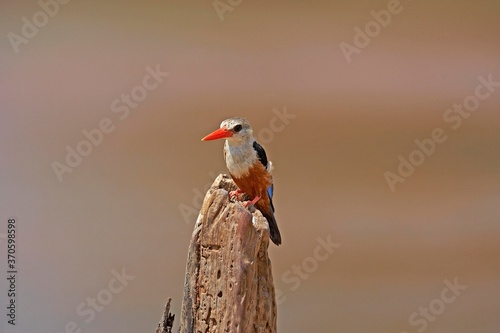 Grey Headed Kingfisher, halcyon leucocephala, Adult standing on Branch, Naivasha Lake in Kenya photo