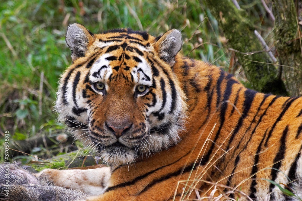 Fototapeta premium Siberian Tiger, panthera tigris altaica, Adult with a Wild Boar Kill