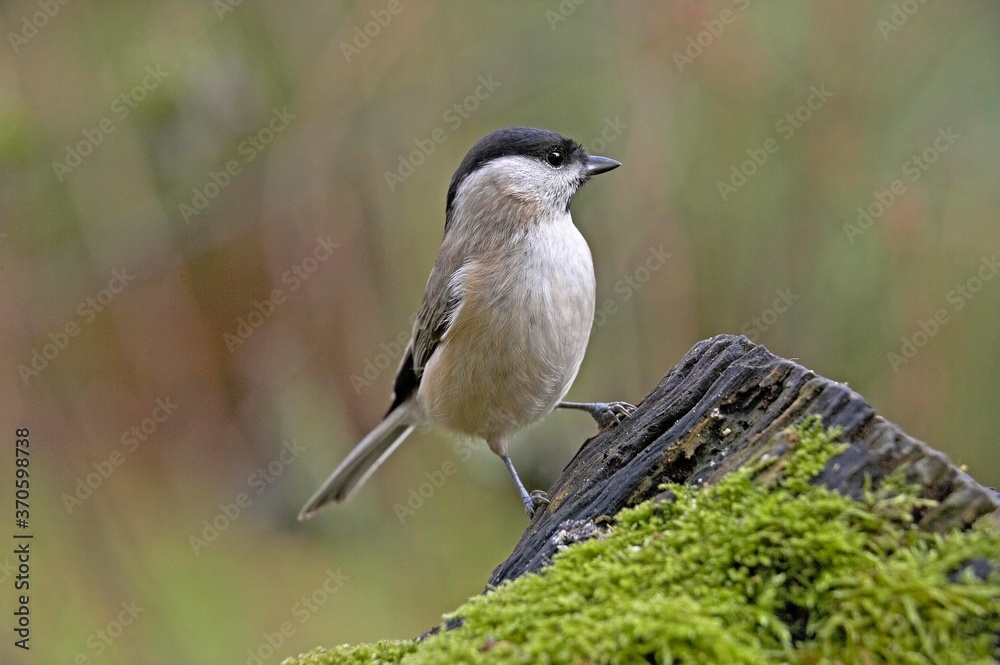 Obraz premium Marsh Tit, parus palustris, Adult standing on Branch, Normandy