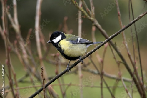 Great Tit, parus major, Male standing on Branch, Normandy