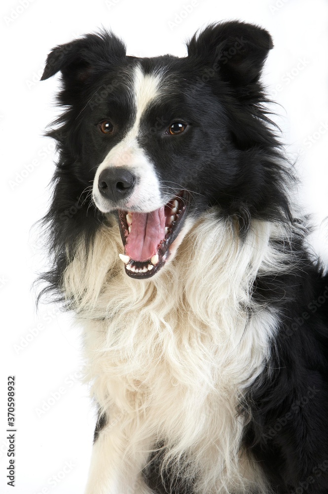 Border Collie Dog, Male Yawning against White Background