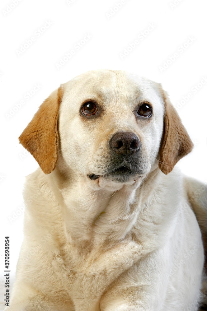 Yellow Retriever Labrador, Portrait of Female against White Background Yellow Retriever Labrador, Portrait of Female against White Background