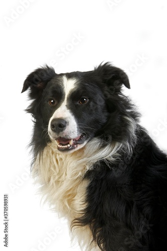 Border Collie Dog, Male against White Background