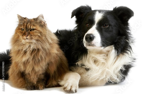 Border Collie Male with Tortoiseshell Persian Female, Dog and Cat laying against White Background © slowmotiongli