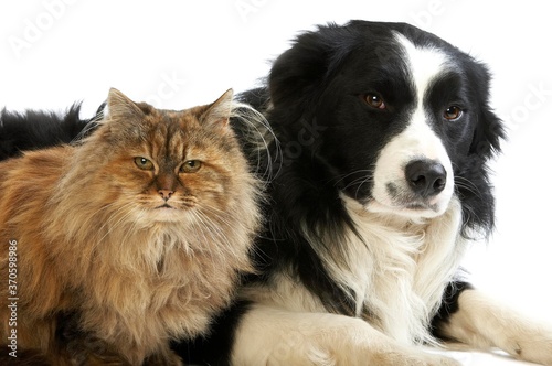 Border Collie Male with Tortoiseshell Persian Female, Dog and Cat laying against White Background