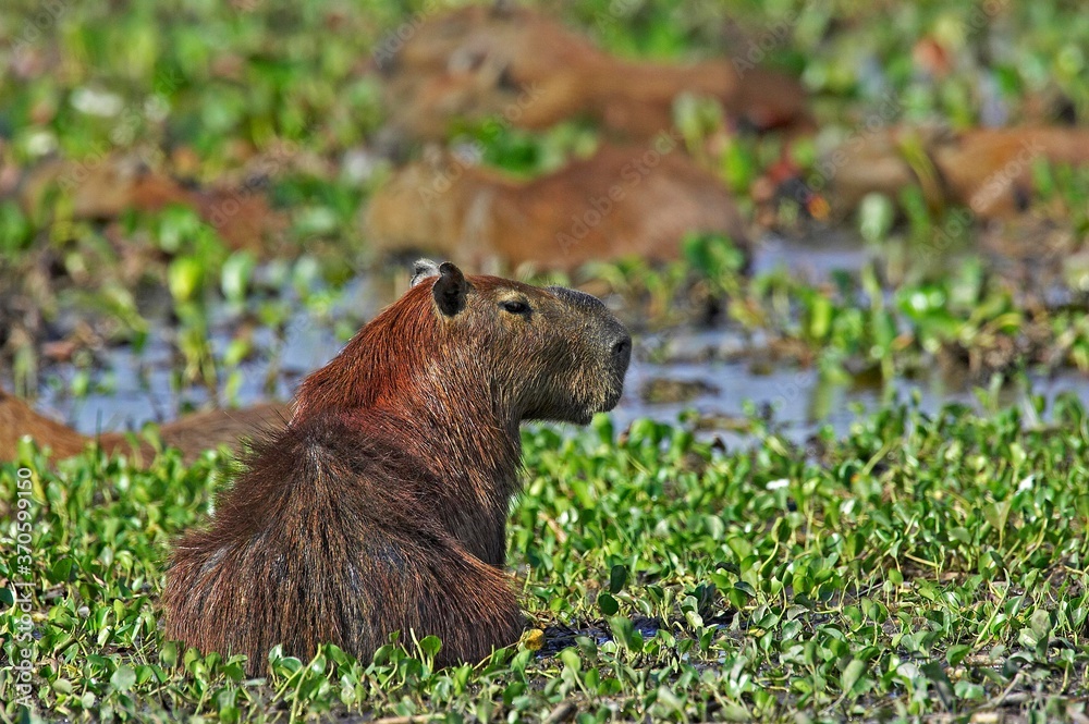 Capybara, hydrochoerus hydrochaeris, the Largest Rodent in the World, Adult standing in Swamp, Los Lianos in Venezuela Capybara, hydrochoerus hydrochaeris, the Largest Rodent in the World, Adult standing in Swamp, Los Lianos in Venezuela
