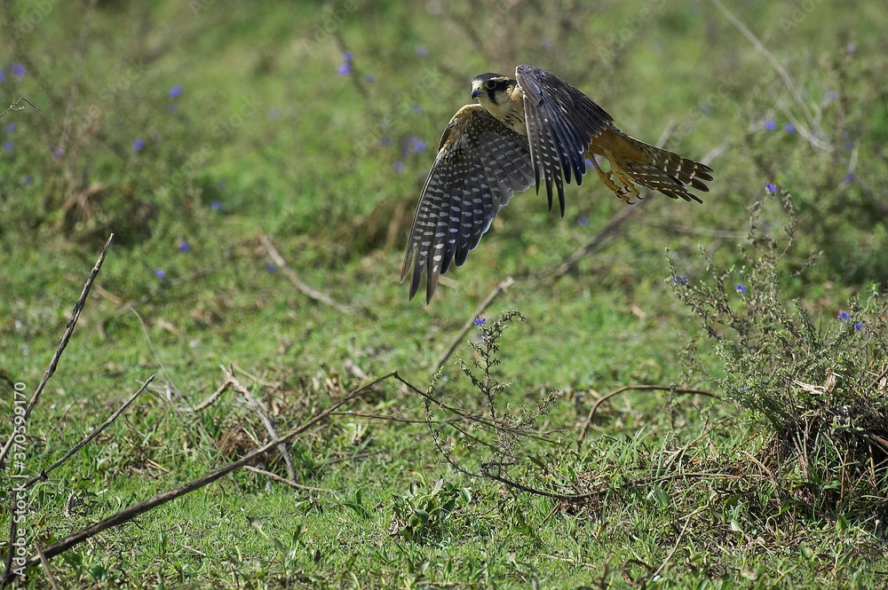 Fototapeta premium Aplomado Falcon, falco femoralis, Adult in Flight, Los Lianos in Venezuela