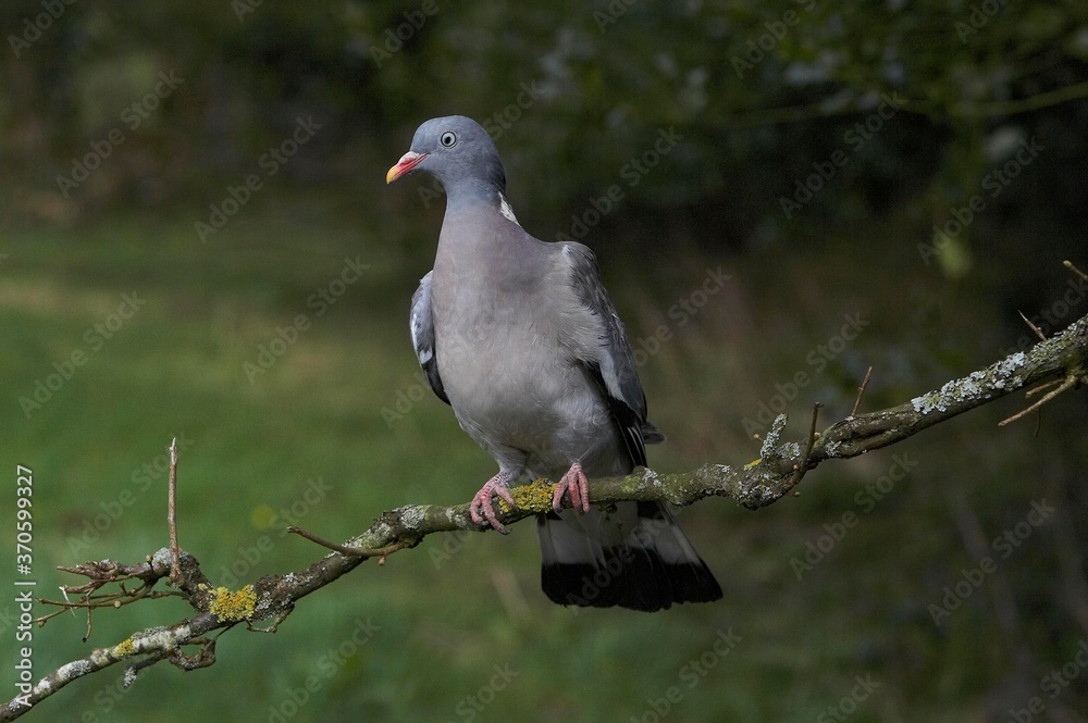 Fototapeta premium Wood Pigeon, columba palumbus, Adult standing on Branch, Normandy
