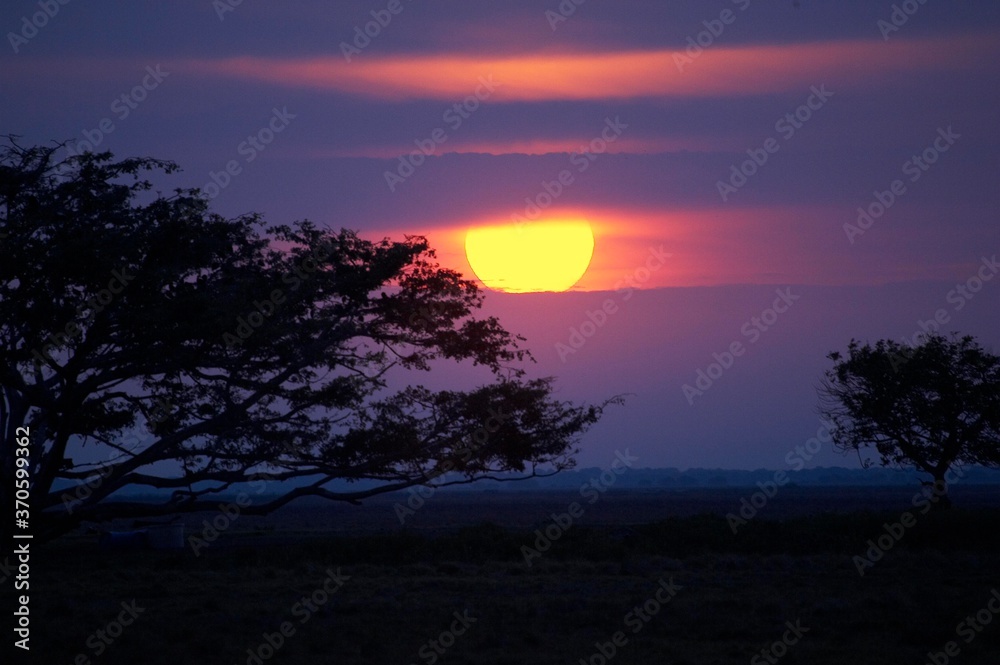 Sunset with Silhouette of Trees, Pampa, Los Lianos in Venezuela
