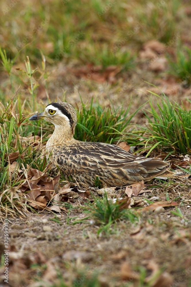 Double-Striped Thick-Knee, burhinus bistriatus, Adult standing on Nest, Los Lianos in Venezuela Double-Striped Thick-Knee, burhinus bistriatus, Adult standing on Nest, Los Lianos in Venezuela