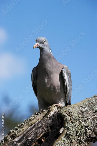 Wood Pigeon, columba palumbus, Adult standing on Branch, Normandy