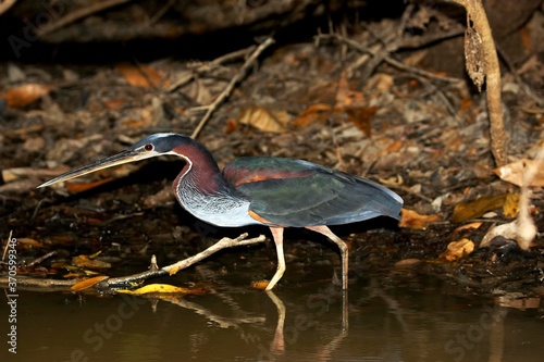 Agami Heron or Chestnut-Bellied Heron, agamia agami, Adult standing in Water, Los Lianos in Venezuela photo