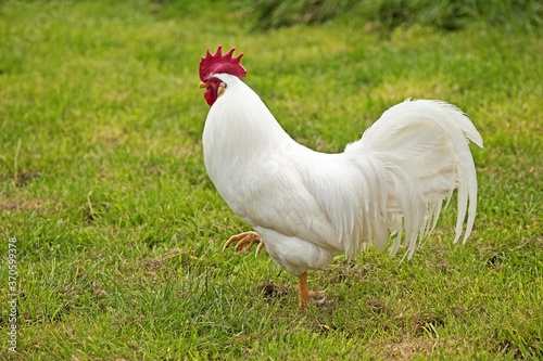 Leghorn Domestic Chicken, Cockerel walking on Grass