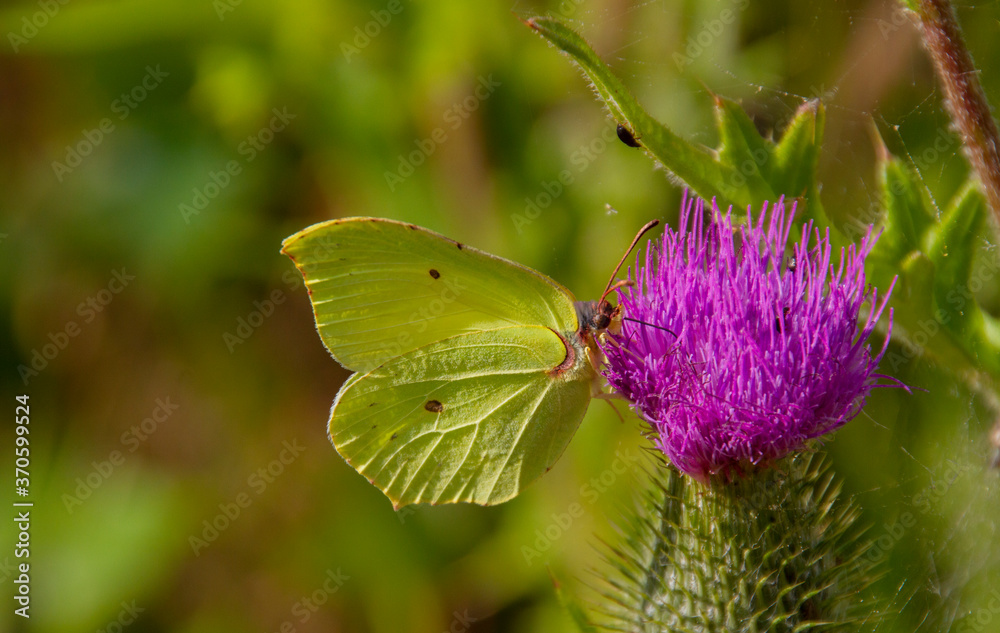Gonepteryx rhamni (known as the common brimstone) is a butterfly of the family Pieridae. It lives throughout the Palearctic zone and is commonly found across Europe, Asia, and North Africa. Gonepteryx rhamni (known as the common brimstone) is a butterfly of the family Pieridae. It lives throughout the Palearctic zone and is commonly found across Europe, Asia, and North Africa.