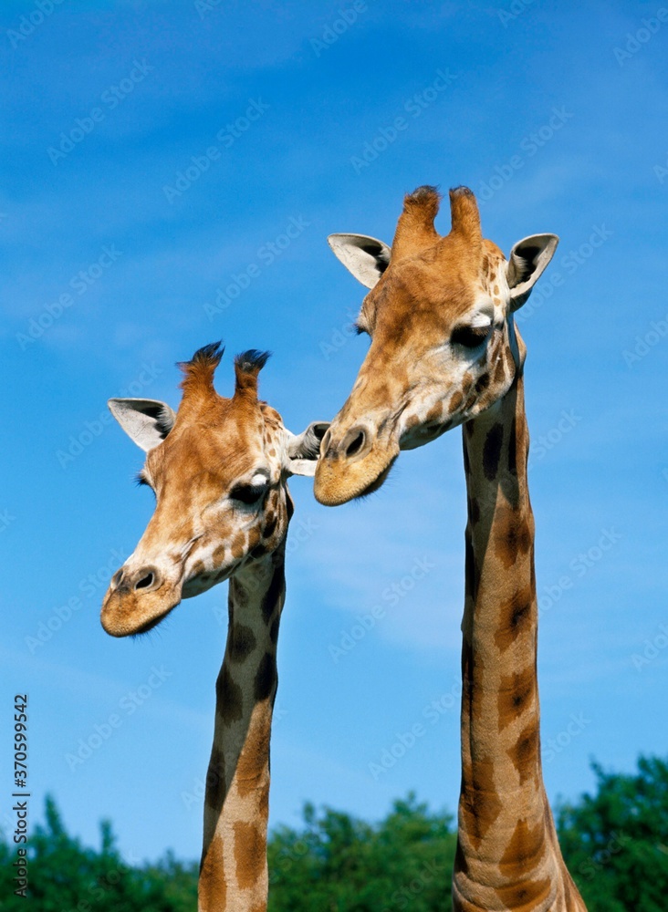 Rothschild's Giraffe, giraffa camelopardalis rothschildi, Portrait of Adults against Blue Sky