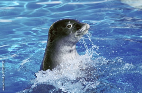 Hawaiian Monk Seal, monachus schauinslandi, Head of Adult at Surface