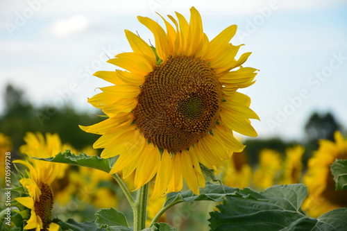 A blooming sunflower against a blue sky.