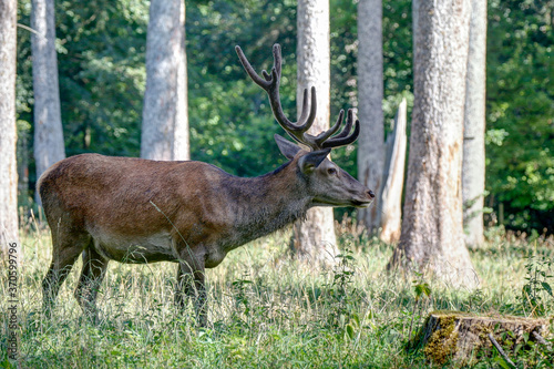 The king of the German forests.. Capital red deer grazes in a forest clearing in the Black Forest Nature Park..