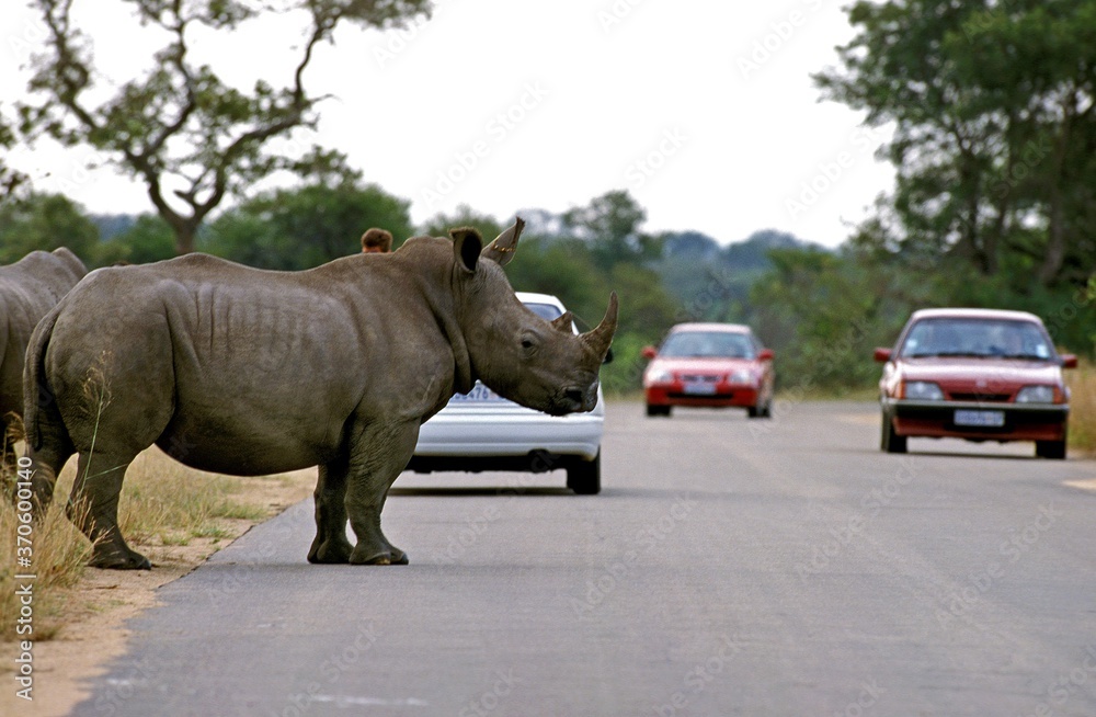 Naklejka premium White Rhinoceros, ceratotherium simum, Adult crossing Road, Kruger Park in South Africa