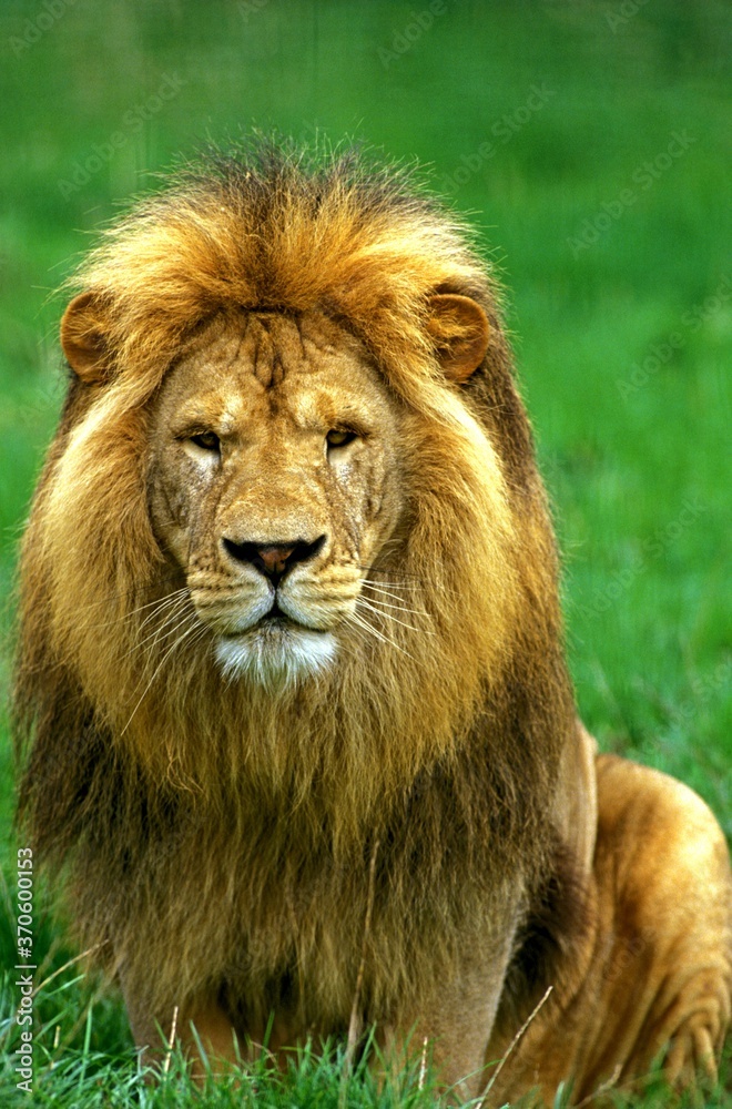African Lion, panthera leo, Male sitting on Grass African Lion, panthera leo, Male sitting on Grass